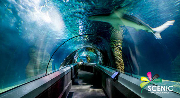 Underwater World Mooloolaba Scenic Day Tour